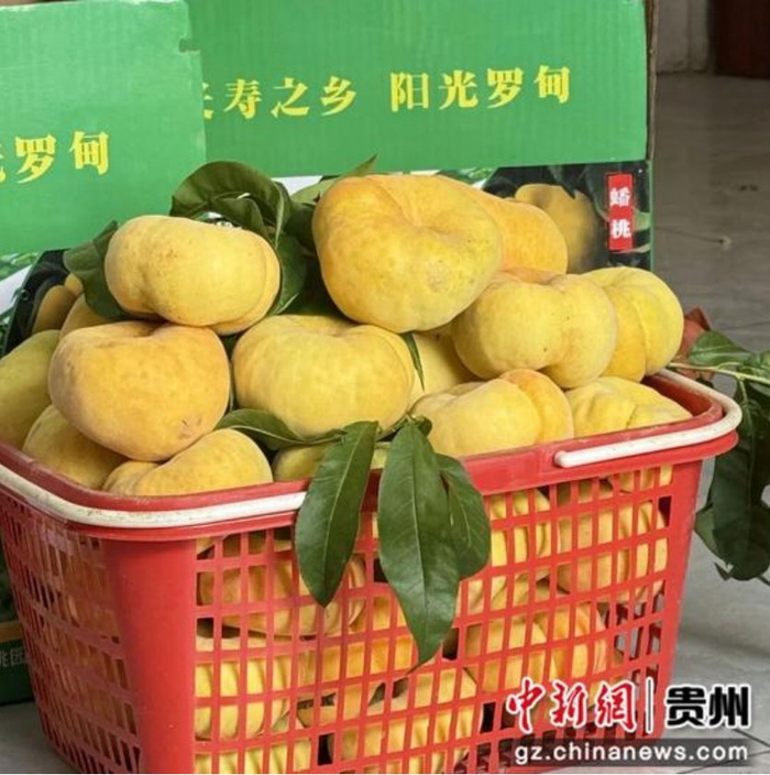 采摘待装箱的蟠桃