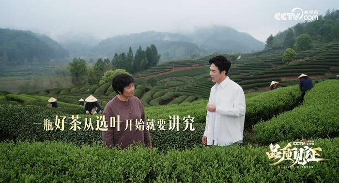 从选叶开始讲究