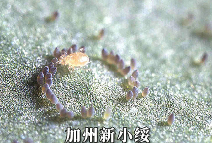 图源网络