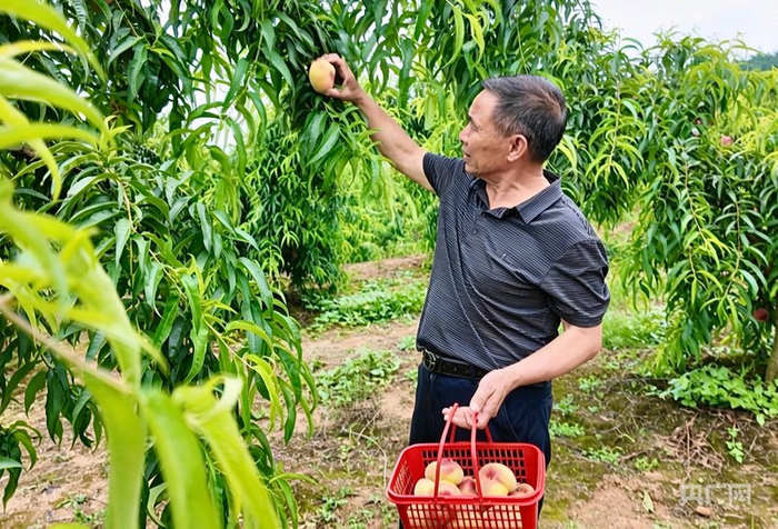 游客正在采摘蟠桃（央广网发  熊立燕  摄）