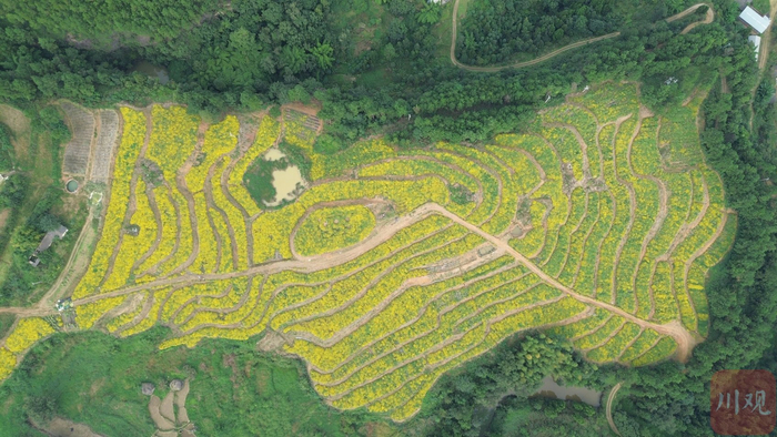 航拍镇西镇种植的野菊花