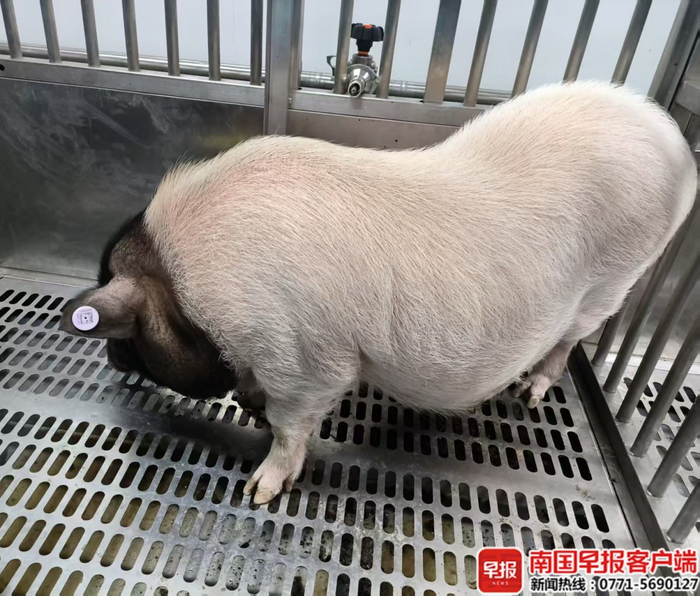 巴马小型猪作为供体，通过精准基因编辑技术改造猪的基因，从根源上降低移植风险。医院供图