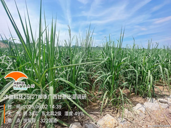 　　上图为崇左东门蔗区长势好、已拔节的宿根蔗
