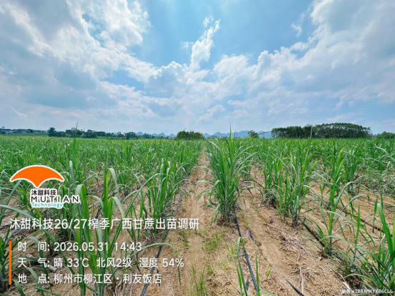 　　上图为出苗偏少、有缺兜的宿根蔗