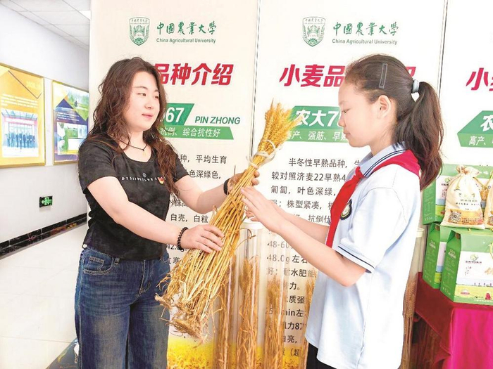         在中国农业大学鸡泽实验站，学生近距离观察打捆的麦穗。    苑卉鑫 摄    