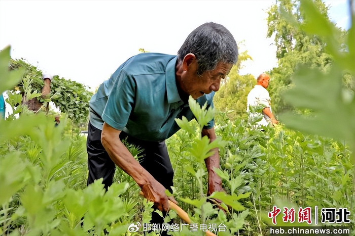 图为村民手持工具收割艾草。 郭江鹏 摄