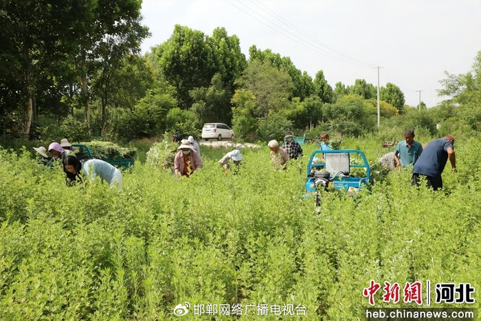 图为村民们在田间收割艾草。 郭江鹏 摄