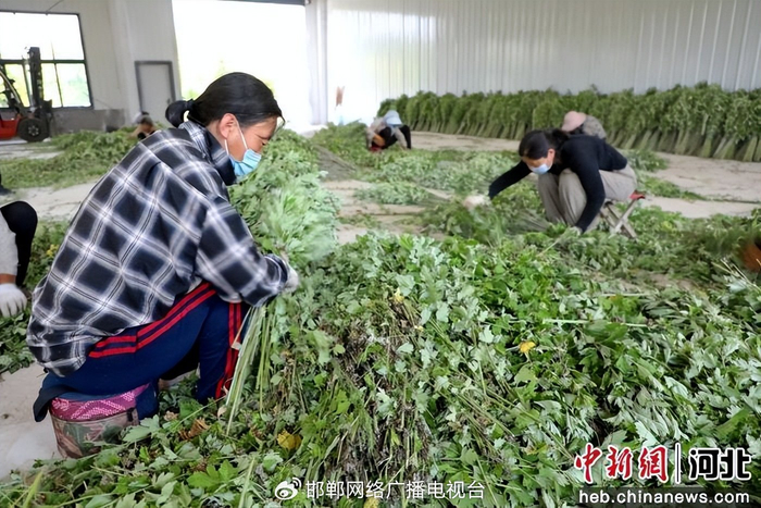图为村民在分拣艾草。 郭江鹏 摄