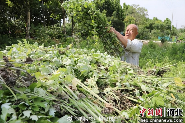 图为村民将收割的艾草装车转运。 郭江鹏 摄