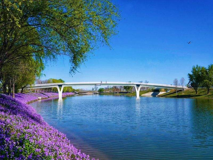 春日的坝河，两岸绿道迎来二月兰盛花期。新京报记者 王飞 摄