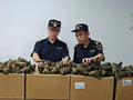 1.6吨走私粽子被查获