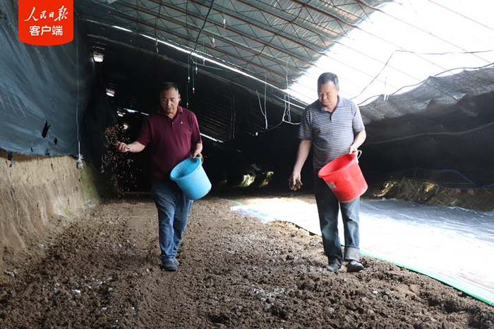 　　福建援疆项目吉木萨尔县羊肚菌种植基地，种植户正在羊肚菌种植大棚内劳作。人民日报记者尚嵘峥摄