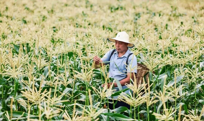 村民在劳作。（图片由受访者提供）
