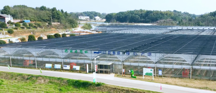 图：阳雀湖湘阴樟树基地