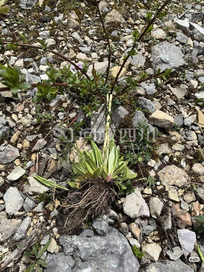 网友发布的照片显示，植物被连根拔起。图据问政四川平台