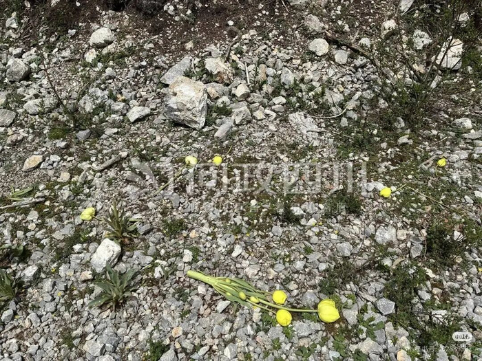 网友发布的照片显示，国家二级保护植物绿绒蒿被破坏。图据问政四川平台