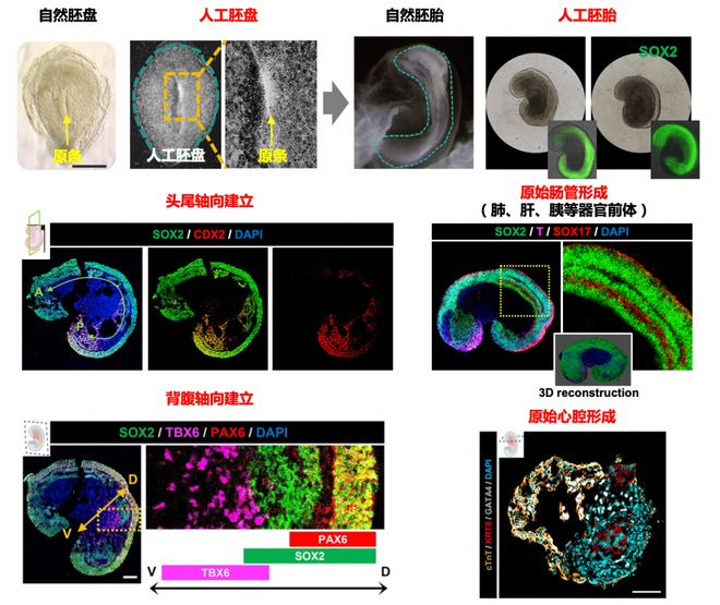 　　体外重构人类人工原肠胚胎实现早期器官发生示意图。（中国科学院动物研究所供图）
