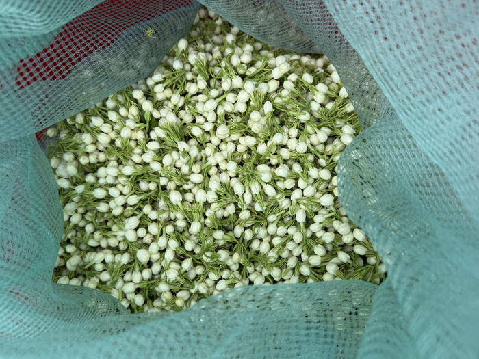 刚摘下的茉莉花花苞 陈俊伶摄