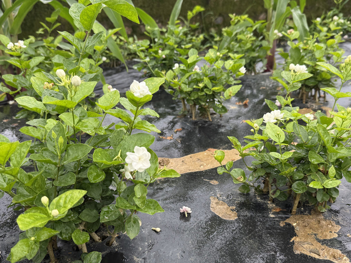 茉莉花迎来采摘季 陈俊伶摄