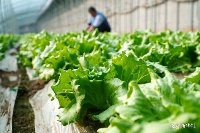 在德州市临邑县临南镇，蔬菜大棚种植户在管护生菜（2024年2月6日摄）。新华社记者徐速绘 摄