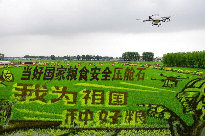 6月21日，在黑龙江省绥化市北林区秦家镇水稻种植基地，农户利用无人机进行植保作业。新华社发（刘华鹏 摄）