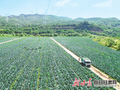 【图片新闻】工人在庆阳西峰区肖金镇露地蔬菜基地采收西蓝花