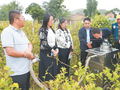 定西市揭榜挂帅项目 金银花高效采摘设备田间试验圆满完成