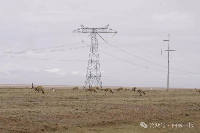 图为在可可西里悠闲觅食的藏羚羊群。