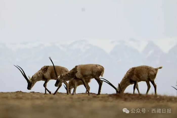 图为在可可西里悠闲觅食的藏羚羊群。