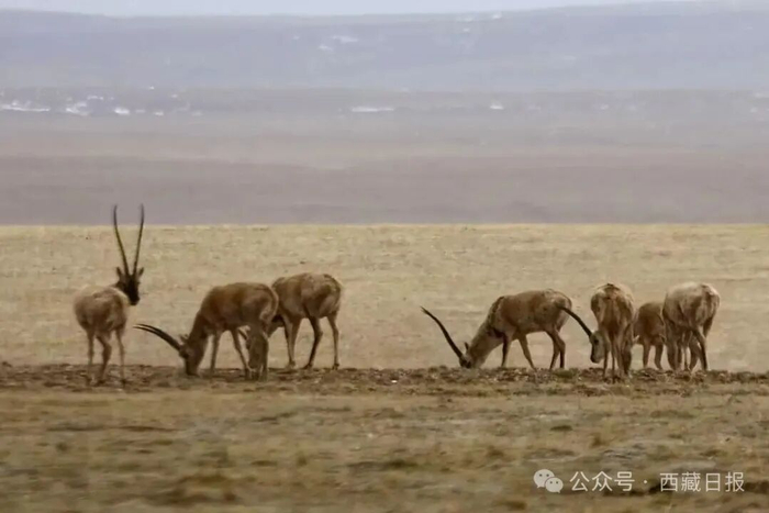 图为在可可西里悠闲觅食的藏羚羊群。