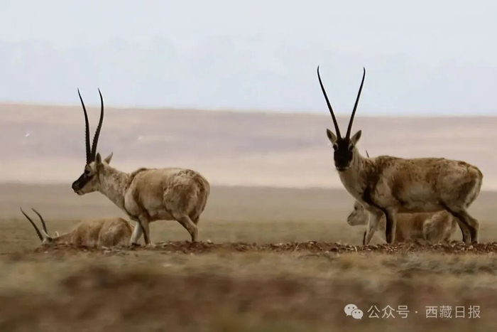 图为在可可西里悠闲觅食的藏羚羊群。
