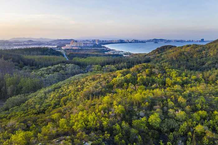 东山县沿海防护林。图源：新华社