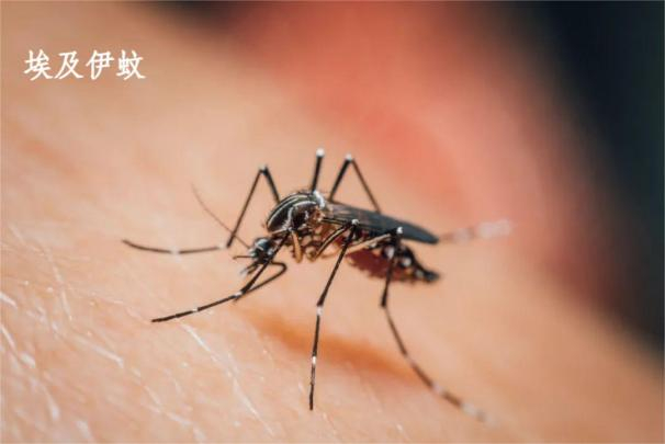 （深圳疾控供图）