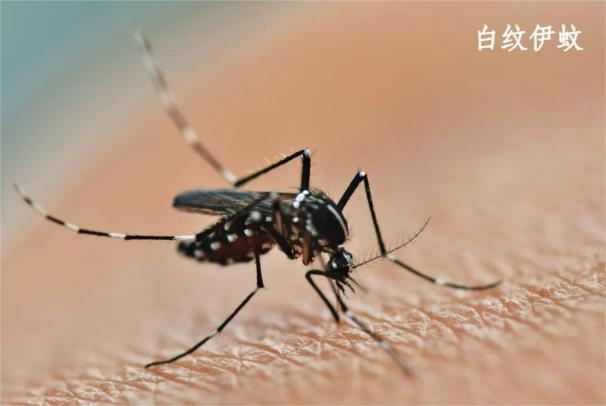 （深圳疾控供图）