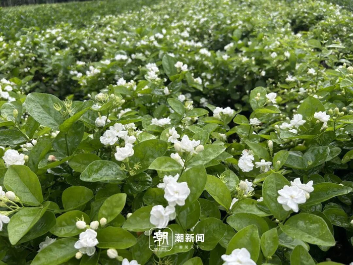 　横州茉莉花 潮新闻记者 季建荣 李稀 蒋超 摄