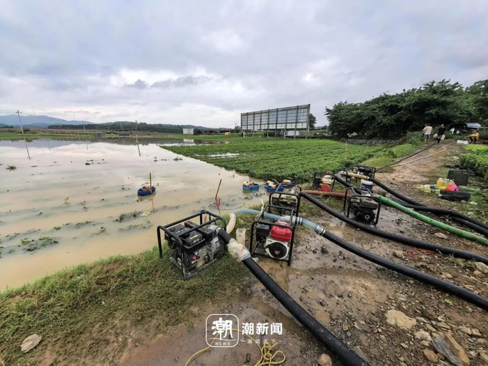 村民用抽水机给茉莉花基地排水 潮新闻记者 季建荣 李稀 蒋超 摄