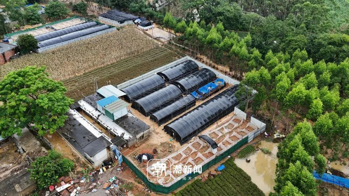 　洪水袭击后的养蛇场。潮新闻记者 季建荣 李稀 蒋超 摄