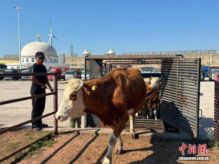 图为清晨，牧民们将牛赶到市场内代售。　白音杭盖 摄