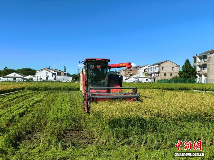 春季早粳稻收割现场。　蒋荣良 供图