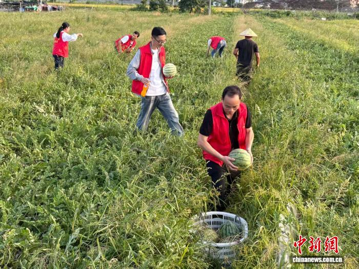 浙江温州苍南，金乡镇湖东村党员干部主动深入田间地头，协助瓜农开展西瓜抢收作业。苍南县委宣传部供图