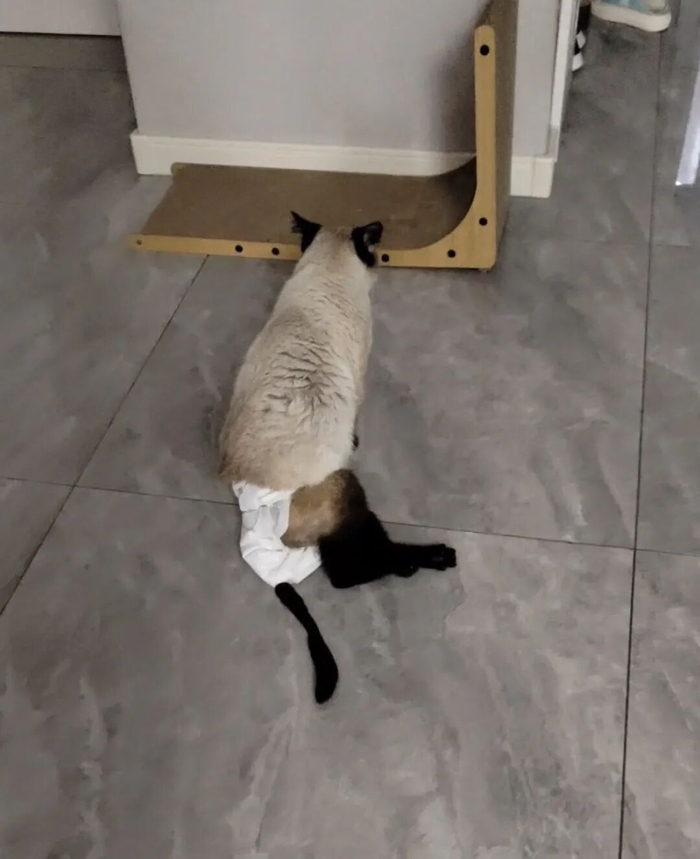瘫痪小猫 受访者供图