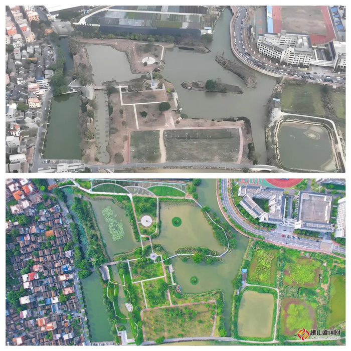 仙子湖湿地生态修复前后对比图。