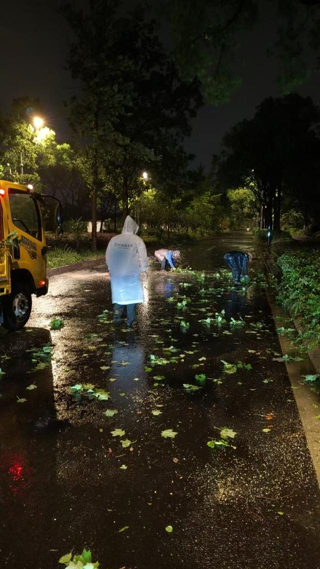 江湾城路倒伏树木清理后。 杨浦区绿化市容局供图