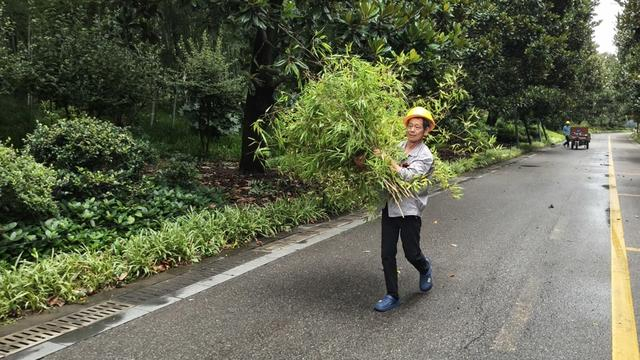 上海植物园内，园林养护工人清理倒伏植物。 上海植物园供图