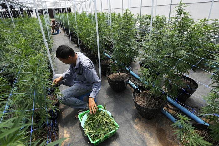泰国工人们在农场种植大麻 图自美联社