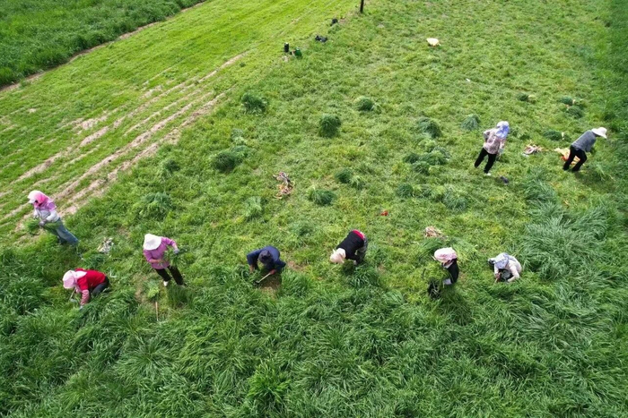 图为岷县猫尾草收割场景   岷县融媒体中心供图