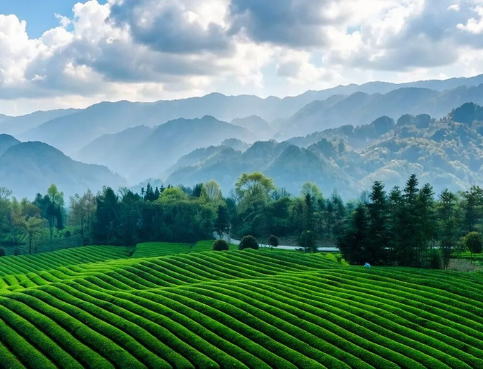 抹茶茶树种植