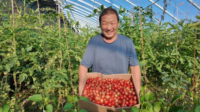 种植户在设施大棚里采摘成熟小番茄。王玉洁 摄