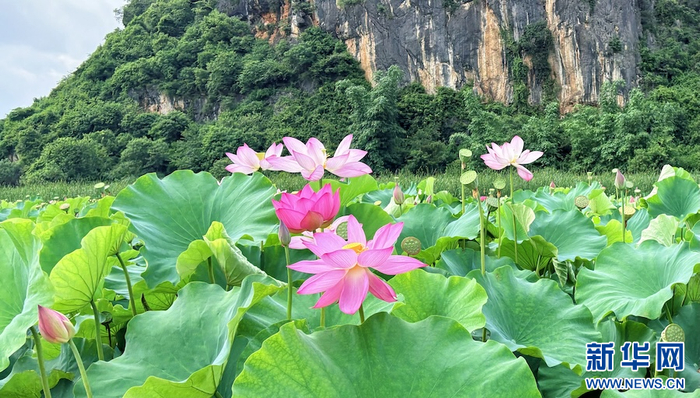 普者黑景区内荷花绽放（7月17日摄）。新华网发（高晨晨 摄）