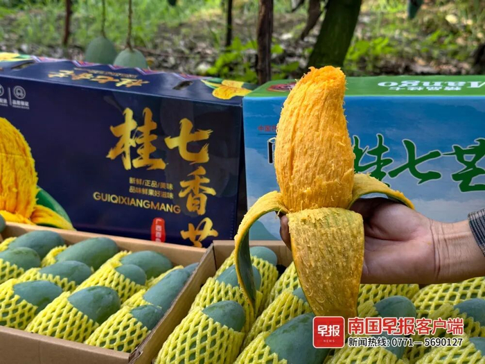 ▲成熟的桂七芒表皮青绿、果肉金黄。